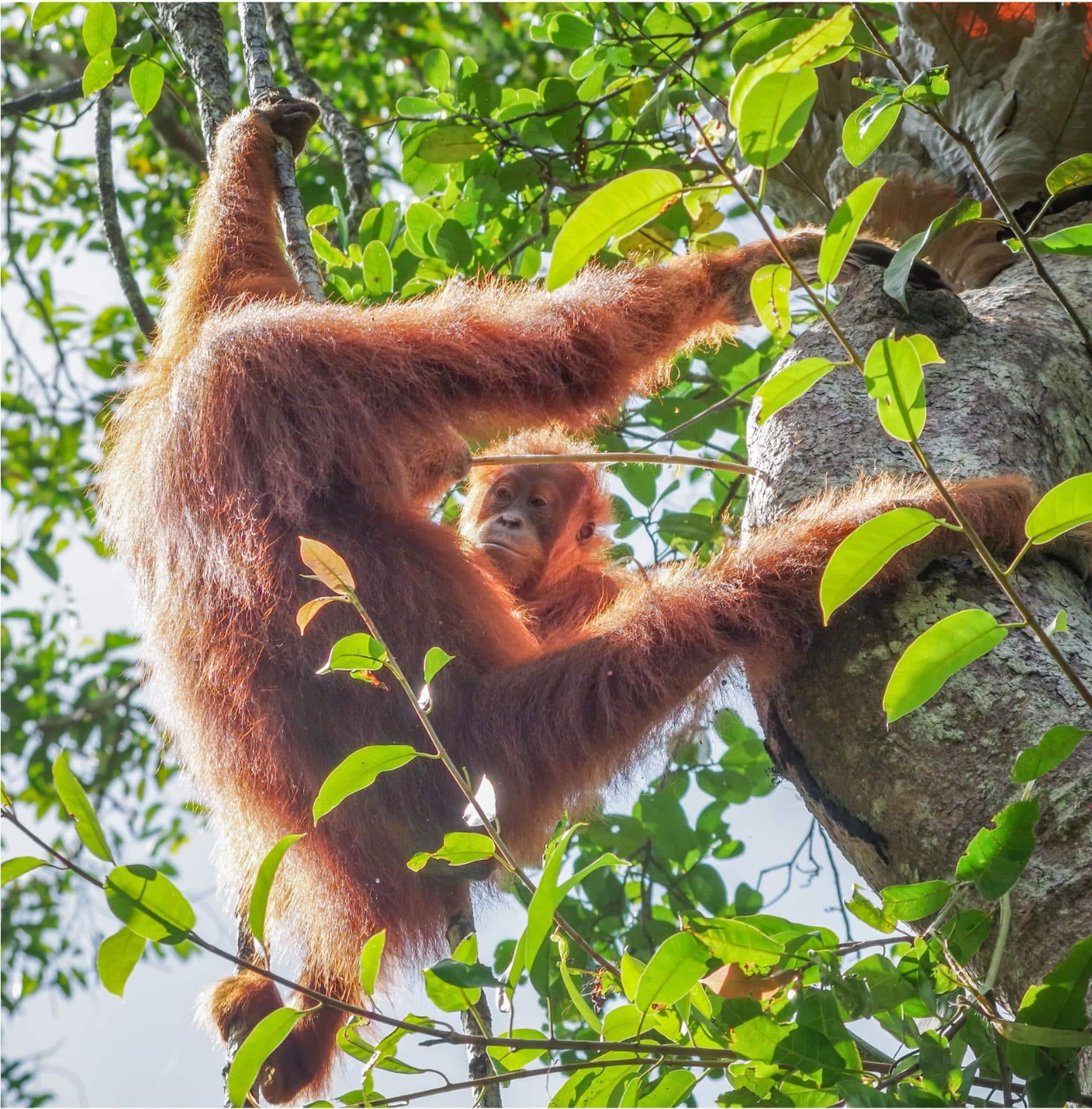 Una joven orangután (Cinnamon) en Sumatra (Indonesia) observa a su madre (Cissy) mientras utiliza un palo para sacar termitas de un nido. Fotografía facilitada por Guilhem Duvot.