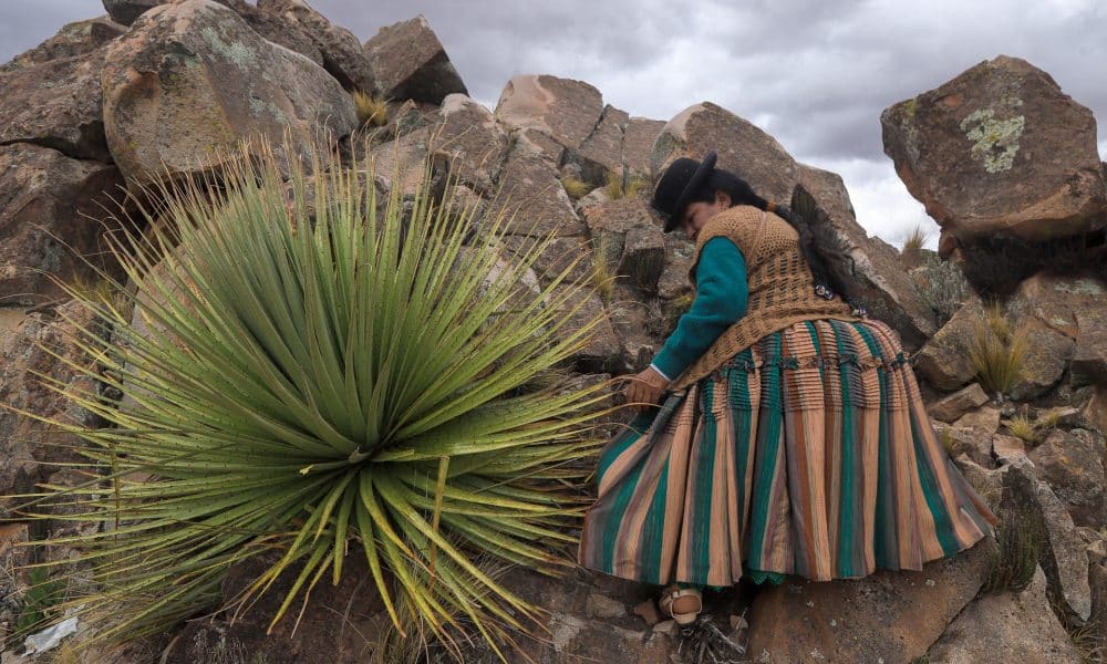 Una mujer aymara camina por un cerro dónde crecen ejemplares de puyas raimondii este lunes, en Comanche (Bolivia). EFE/ Gabriel Márquez