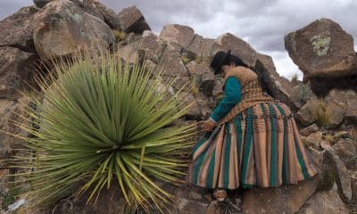 Una mujer aymara camina por un cerro dónde crecen ejemplares de puyas raimondii este lunes, en Comanche (Bolivia). EFE/ Gabriel Márquez