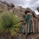 Una mujer aymara camina por un cerro dónde crecen ejemplares de puyas raimondii este lunes, en Comanche (Bolivia). EFE/ Gabriel Márquez