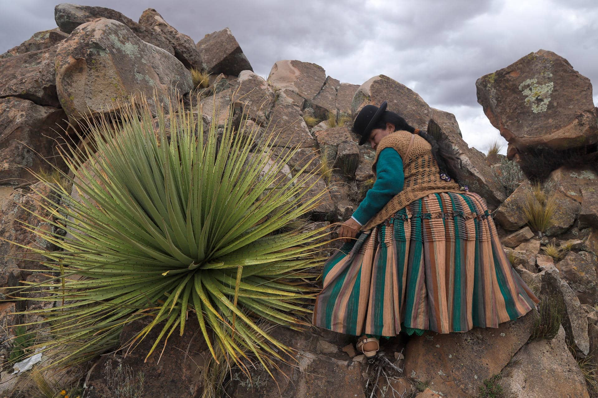 Una mujer aymara camina por un cerro dónde crecen ejemplares de puyas raimondii este lunes, en Comanche (Bolivia). EFE/ Gabriel Márquez