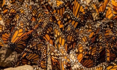 Fotografía sin fecha específica cedida por la Secretaria de Turismo de Michoacán, que muestra mariposas monarca en el santuario de Sierra Chincua, en Ocampo, Michoacán (México). EFE/ Secretaria de Turismo de Michoacán /SOLO USO EDITORIAL/ NO VENTAS/ SOLO DISPONIBLE PARA ILUSTRAR LA NOTICIA QUE ACOMPAÑA (CRÉDITO OBLIGATORIO)