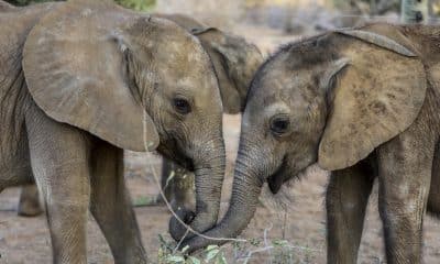 Imagen de archivo de elefantes en África. EFE/EPA/DANIEL IRUNGU