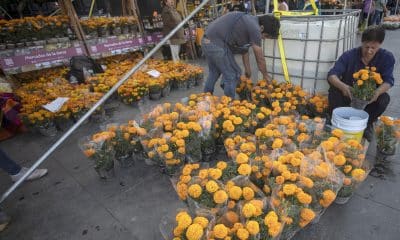 Comerciantes venden flores de cempasúchil con motivo del Día de Muertos este viernes, en el Zócalo de Ciudad de México (México). EFE/Isaac Esquivel