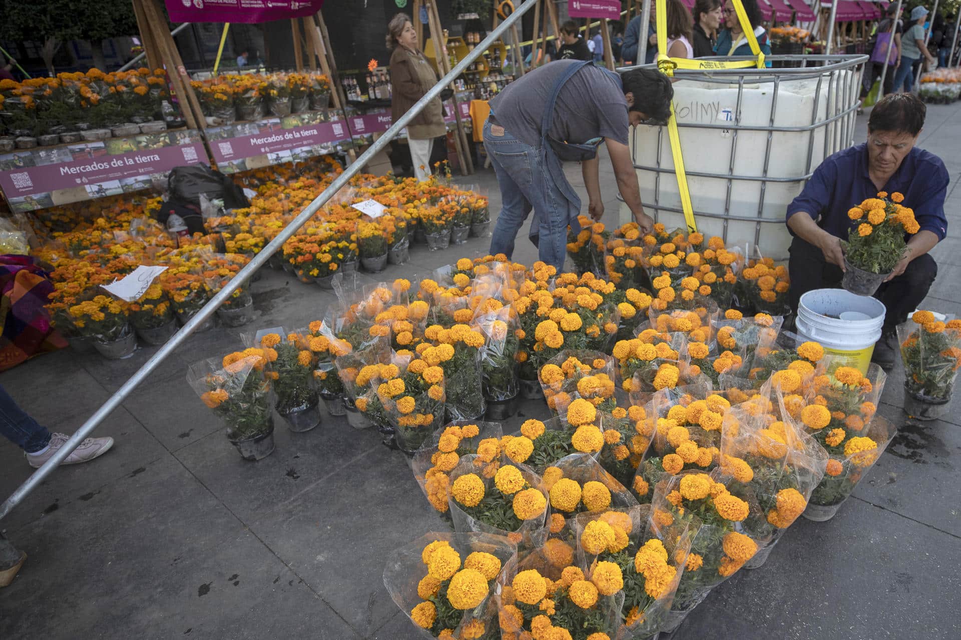 Comerciantes venden flores de cempasúchil con motivo del Día de Muertos este viernes, en el Zócalo de Ciudad de México (México). EFE/Isaac Esquivel