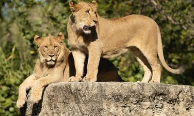 Fotografía cedida por el zoológico de Miami que muestra a los nuevos felinos Azizi y Jasiri, durante su presentación al público este martes, en Miami (EE.UU.). EFE/ Ron Magill/ Zoo Miami