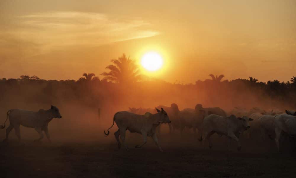 Fotografía del 15 de septiembre de 2025 que muestra ganado en una hacienda en el municipio de São Geraldo do Araguaia, en el estado de Pará (Brasil). EFE/ Isaac Fontana/
