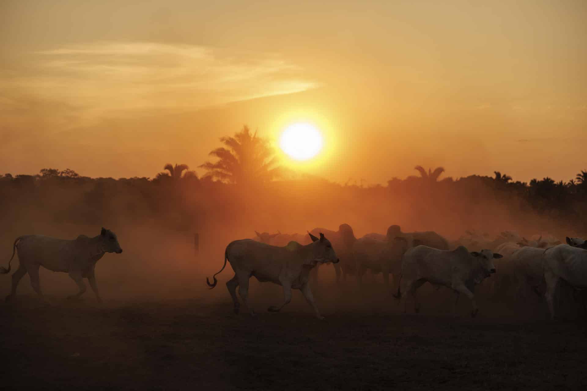 Fotografía del 15 de septiembre de 2025 que muestra ganado en una hacienda en el municipio de São Geraldo do Araguaia, en el estado de Pará (Brasil). EFE/ Isaac Fontana/