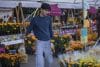 Un hombre organiza flores de cempasúchil con motivo del Día de Muertos este viernes, en el Zócalo de Ciudad de México (México). EFE/Isaac Esquivel