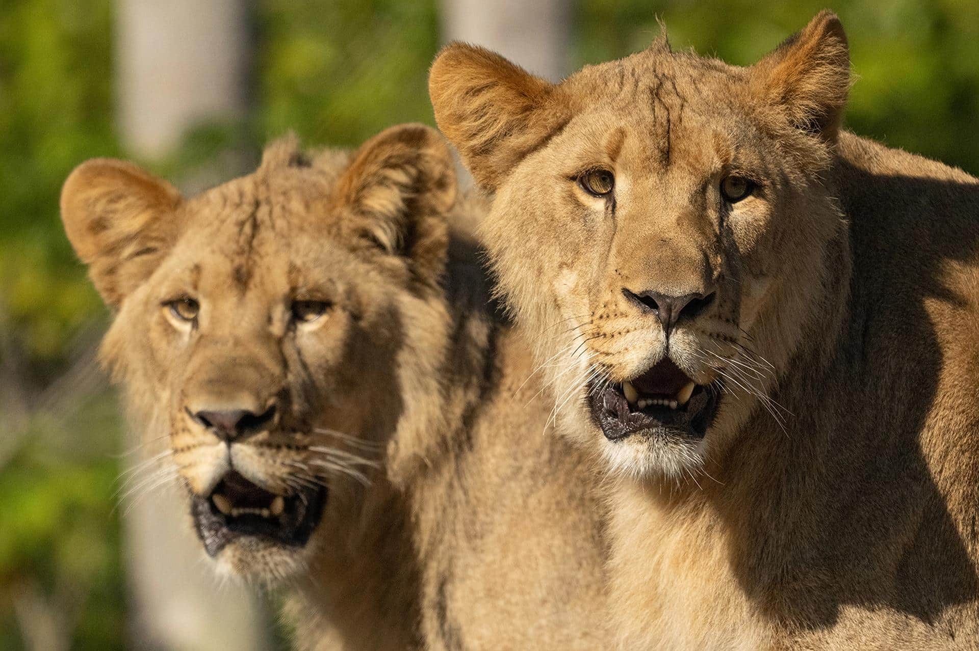 Fotografía cedida por el zoológico de Miami que muestra a los nuevos felinos Azizi y Jasiri, durante su presentación al público este martes, en Miami (EE.UU.). EFE/ Ron Magill/ Zoo Miami /SOLO USO EDITORIAL/ NO VENTAS/ SOLO DISPONIBLE PARA ILUSTRAR LA NOTICIA QUE ACOMPAÑA (CRÉDITO OBLIGATORIO)