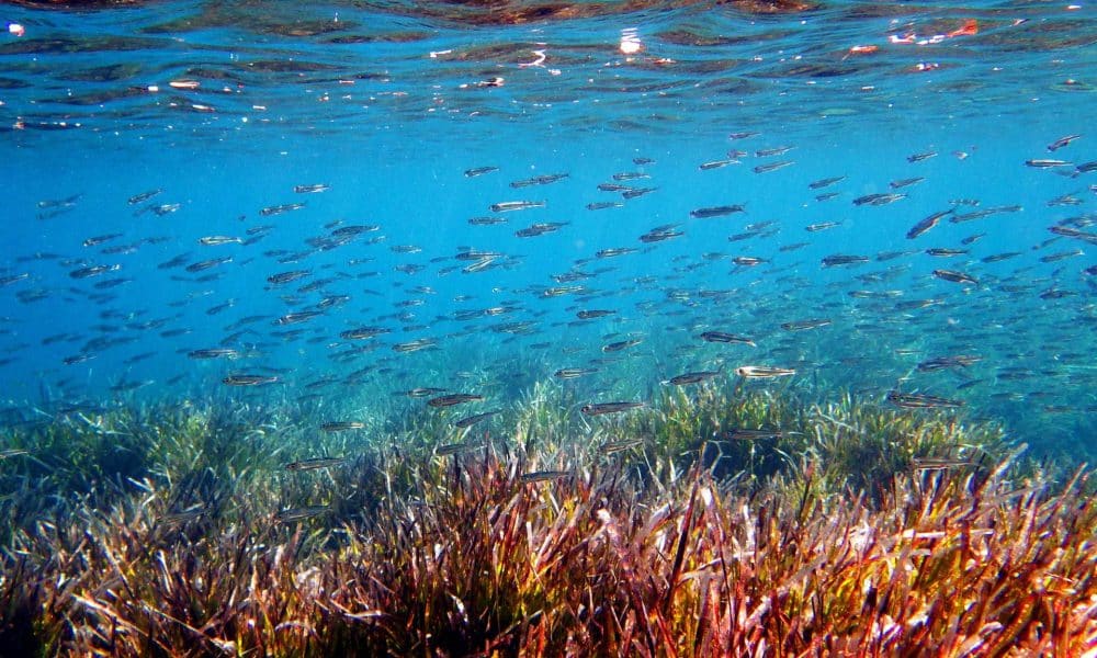 En la imagen de archivo, unas sardinas nadan en el mar Egeo en la isla de Lesbos, Grecia. EFE/Orestis Panagiotou