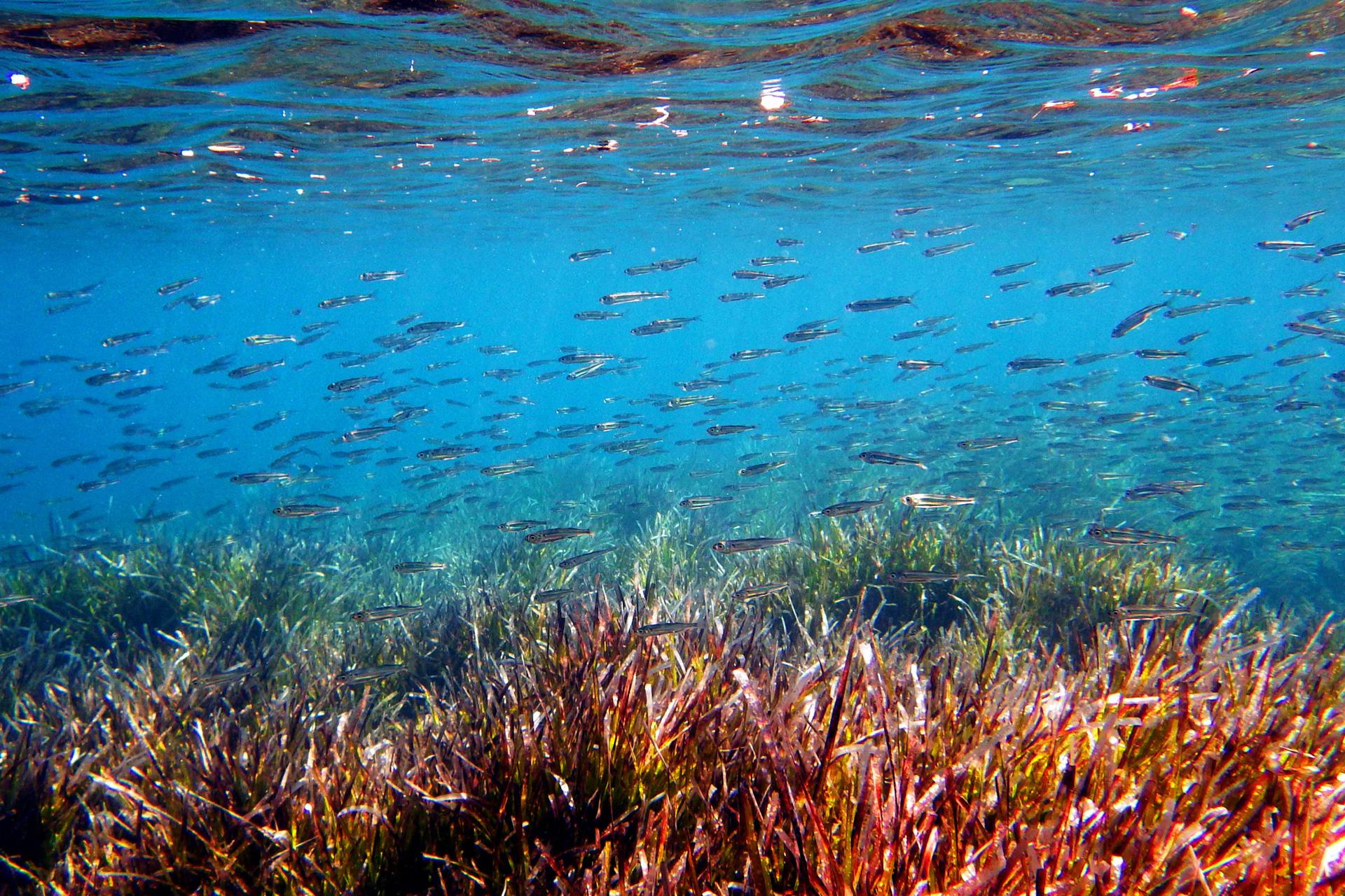 En la imagen de archivo, unas sardinas nadan en el mar Egeo en la isla de Lesbos, Grecia. EFE/Orestis Panagiotou