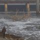 La vida alrededor del río Yamuna, uno de los más sagrados y contaminados de la India, que a su paso por Nueva Delhi sigue siendo escenario de rituales y pesca, cubierto por una capa de espuma tóxica que se extiende más de 500 metros, mientras del agua se desprende un olor químico que cada año hace el paisaje más peligroso. EFE/ Marta Teixidó