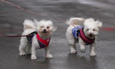 Fotografía de archivo. EFE/EPA/ERIK S. LESSER