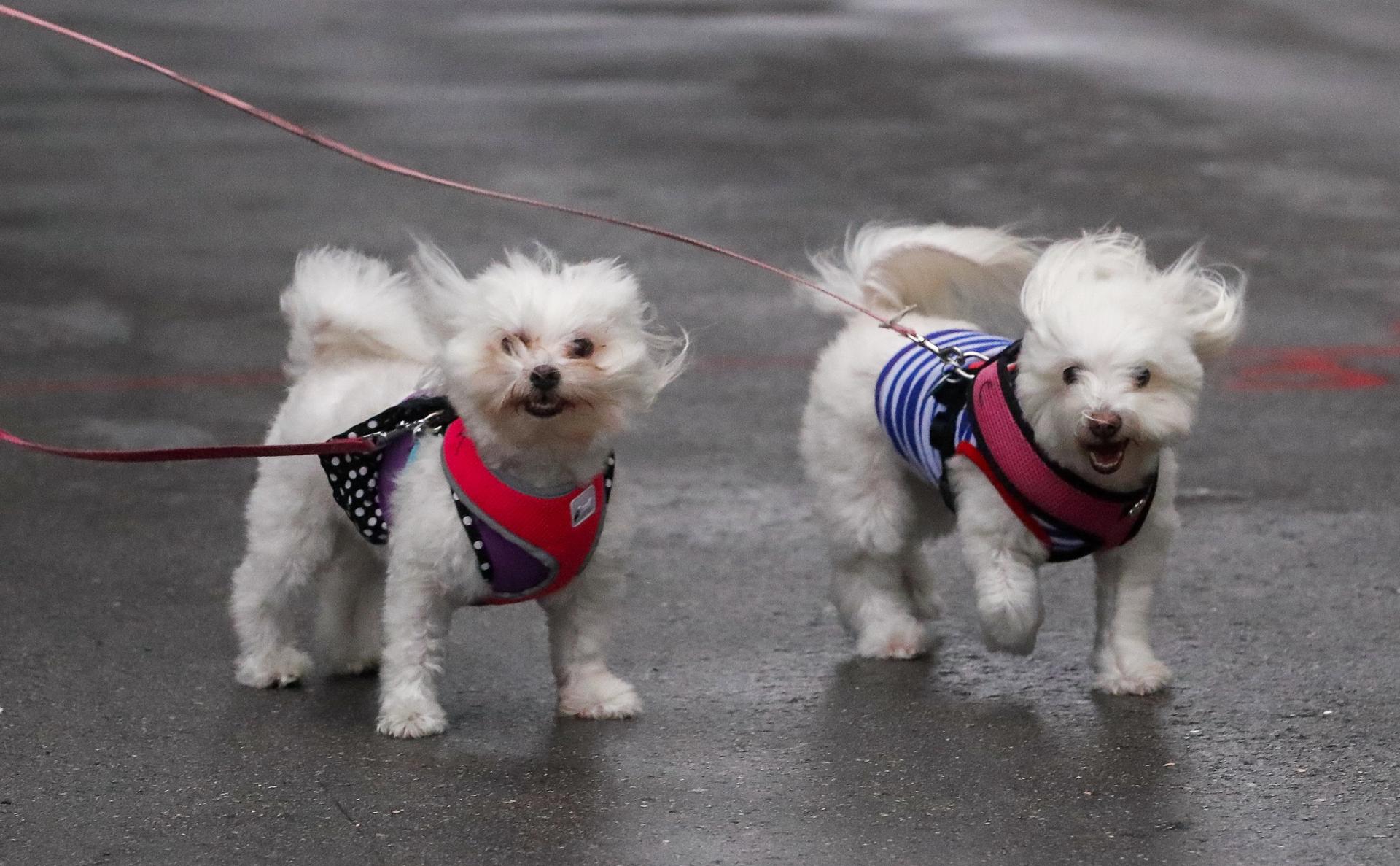 Fotografía de archivo. EFE/EPA/ERIK S. LESSER