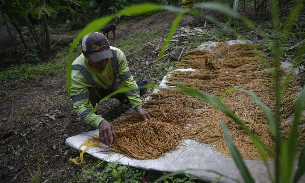 Un productor seca arroz en una finca en Cauchales, un pueblo agricultor a 70 kilómetros de Ciudad de Panamá (Panamá). Fotografía de archivo. EFE/Bienvenido Velasco