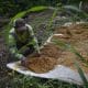 Un productor seca arroz en una finca en Cauchales, un pueblo agricultor a 70 kilómetros de Ciudad de Panamá (Panamá). Fotografía de archivo. EFE/Bienvenido Velasco