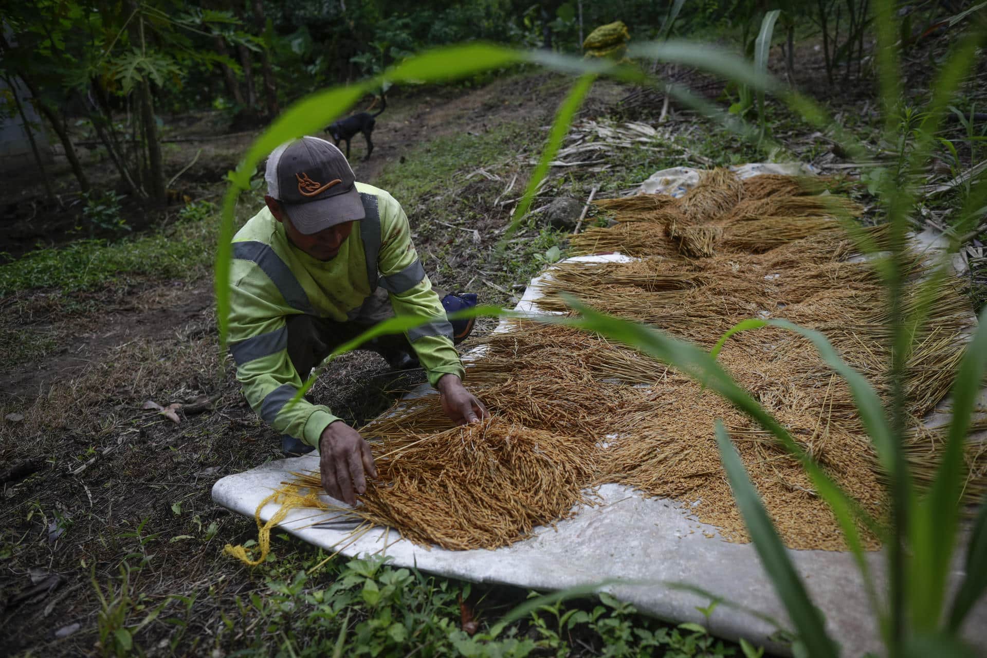 Un productor seca arroz en una finca en Cauchales, un pueblo agricultor a 70 kilómetros de Ciudad de Panamá (Panamá). Fotografía de archivo. EFE/Bienvenido Velasco