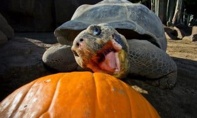 Fotografía sin fecha específica de toma cedida por el Zoológico de San Diego de la tortuga de Galápagos Gramma comiendo una calabaza en San Diego (Estados Unidos). EFE/ Zoológico de San Diego