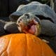 Fotografía sin fecha específica de toma cedida por el Zoológico de San Diego de la tortuga de Galápagos Gramma comiendo una calabaza en San Diego (Estados Unidos). EFE/ Zoológico de San Diego