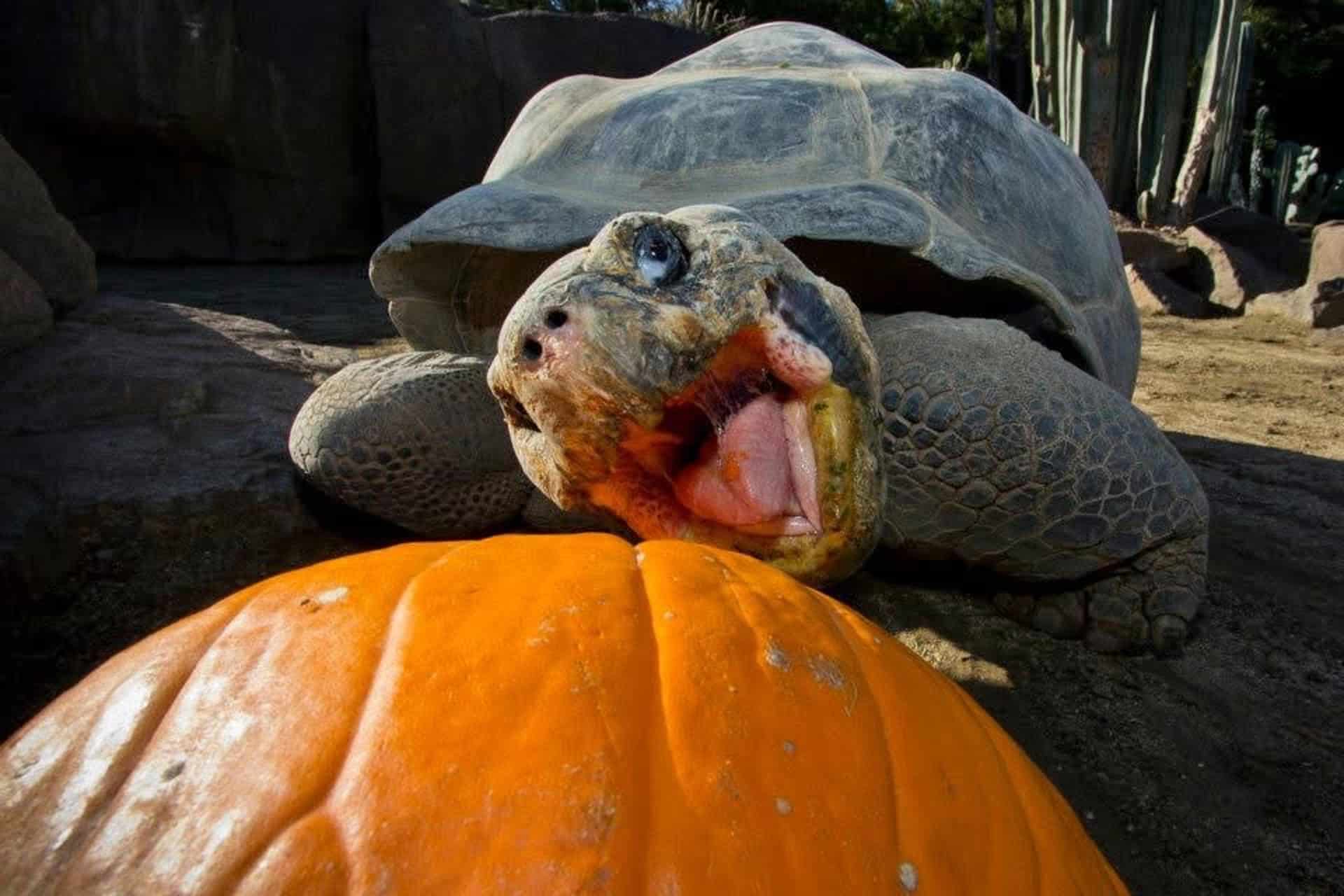 Fotografía sin fecha específica de toma cedida por el Zoológico de San Diego de la tortuga de Galápagos Gramma comiendo una calabaza en San Diego (Estados Unidos). EFE/ Zoológico de San Diego