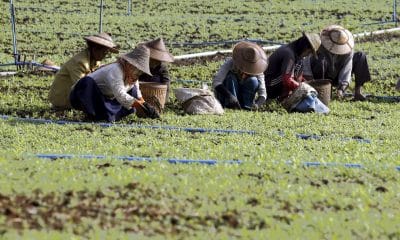Imagen de archivo tomada en Pekon, Birmania (Myanmar), el 20 de diciembre de 2015 que muestra preparándose para cultivar adormidera en un campo de amapola. EFE/EPA/HEIN HTET