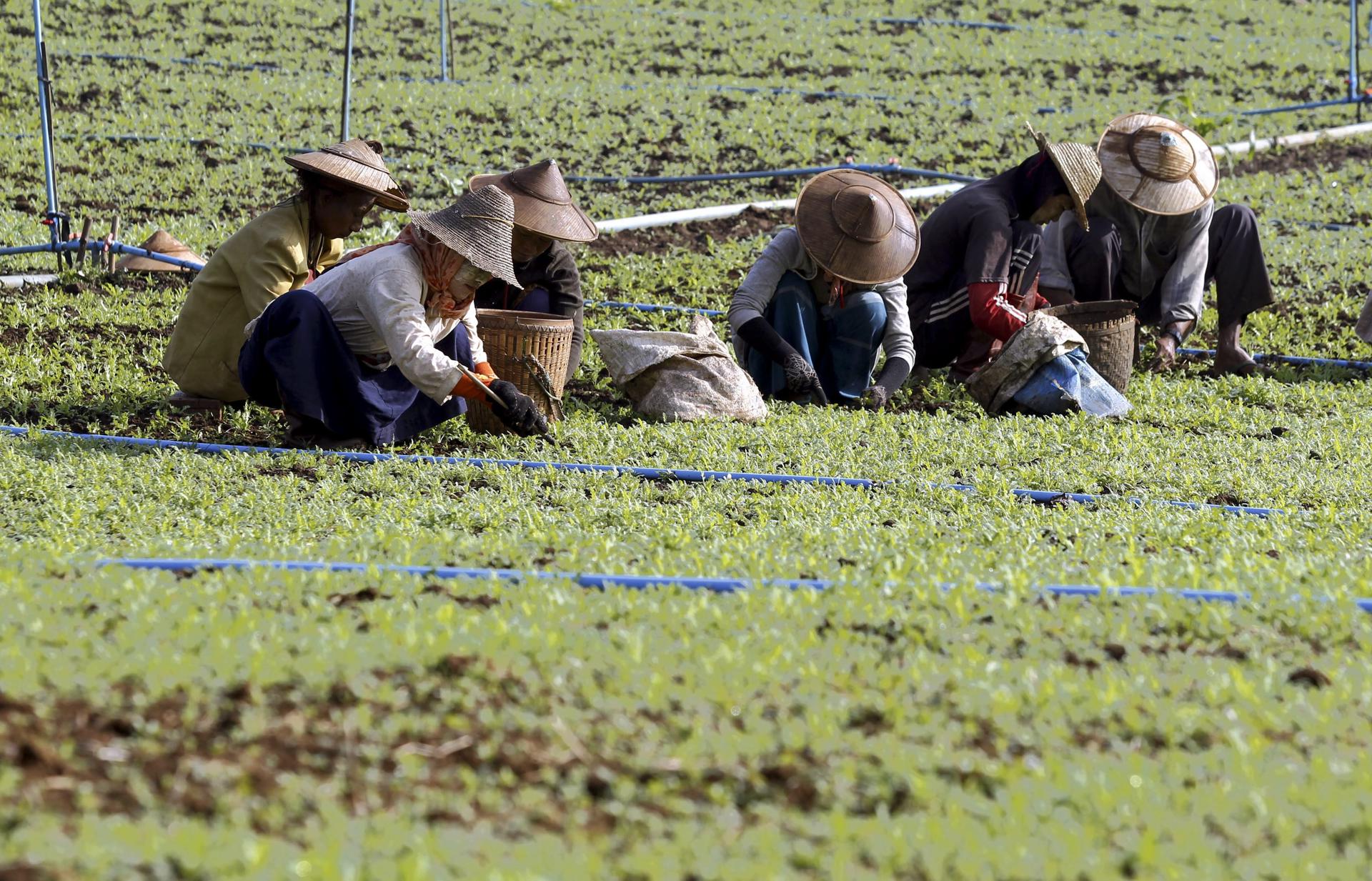Imagen de archivo tomada en Pekon, Birmania (Myanmar), el 20 de diciembre de 2015 que muestra preparándose para cultivar adormidera en un campo de amapola. EFE/EPA/HEIN HTET