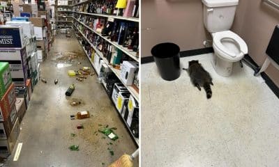 Composición de dos fotografías cedidas por el departamento de Protección y Refugio de Animales del condado de Hanover donde se muestra en una (i) los estantes revueltos y las botellas de bebidas alcohólicas rotas tiradas al suelo, y en la otra (d) un mapache borracho desmayado en el baño de la licorería ABC en Ashland, Virginia. EFE/Protección y Refugio de Animales del condado de Hanover /SOLO USO EDITORIAL /NO VENTAS /SOLO DISPONIBLE PARA ILUSTRAR LA NOTICIA QUE ACOMPAÑA /CRÉDITO OBLIGATORIO