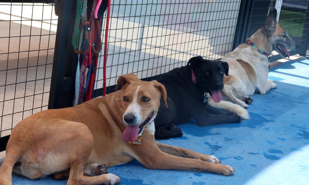 Fotografía que muestra a un grupo de perros en adopción este sábado, en Santa Cruz (Bolivia). EFE/ Juan Carlos Torrejón