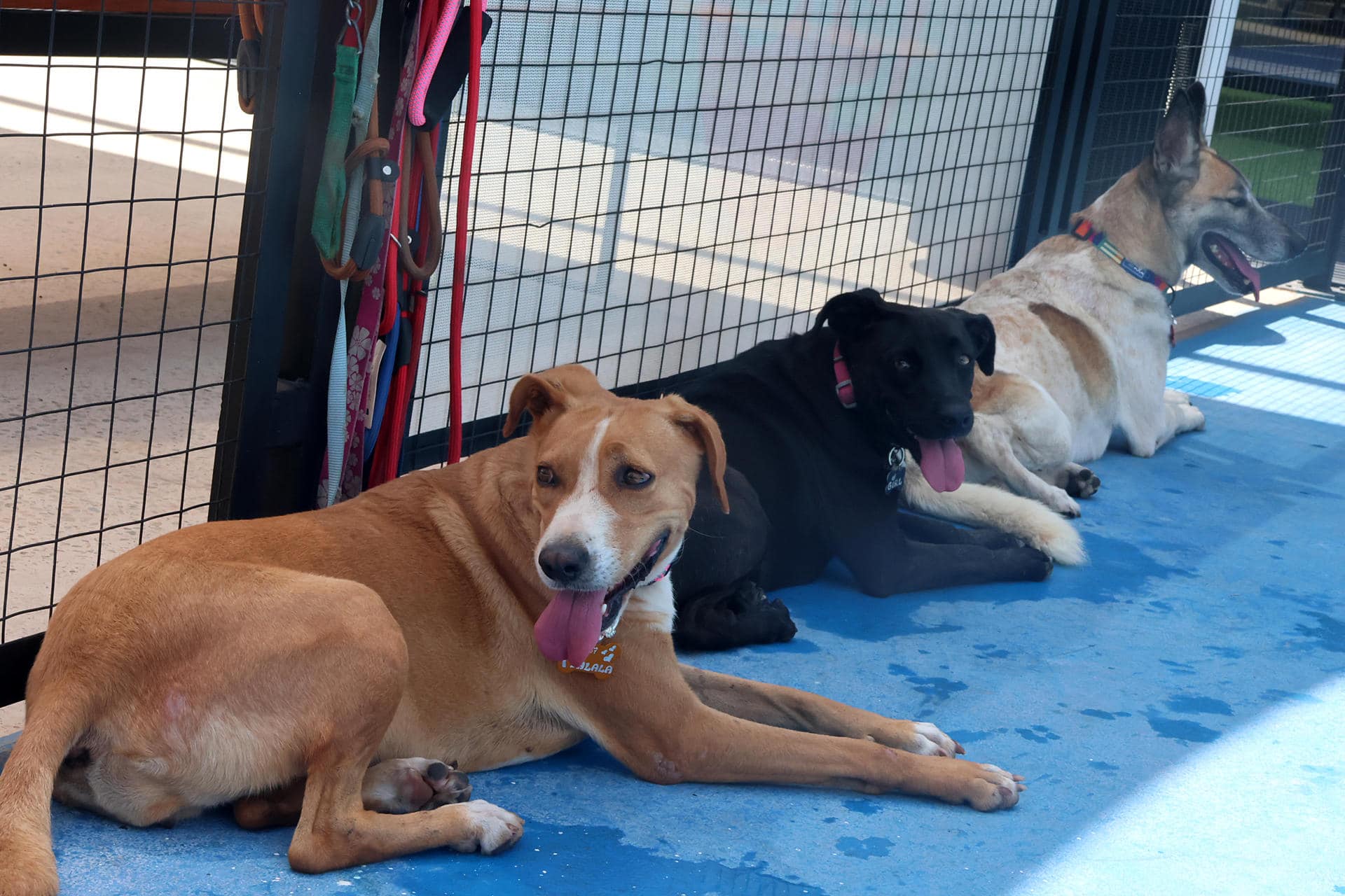 Fotografía que muestra a un grupo de perros en adopción este sábado, en Santa Cruz (Bolivia). EFE/ Juan Carlos Torrejón