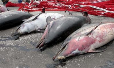 Los cadáveres de varios delfines yacen al lado de una red de pescadores en el puerto de la isla griega de Samotracia, en una imagen de archivo. EFE/Tektonidis Gabriel.