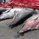Los cadáveres de varios delfines yacen al lado de una red de pescadores en el puerto de la isla griega de Samotracia, en una imagen de archivo. EFE/Tektonidis Gabriel.