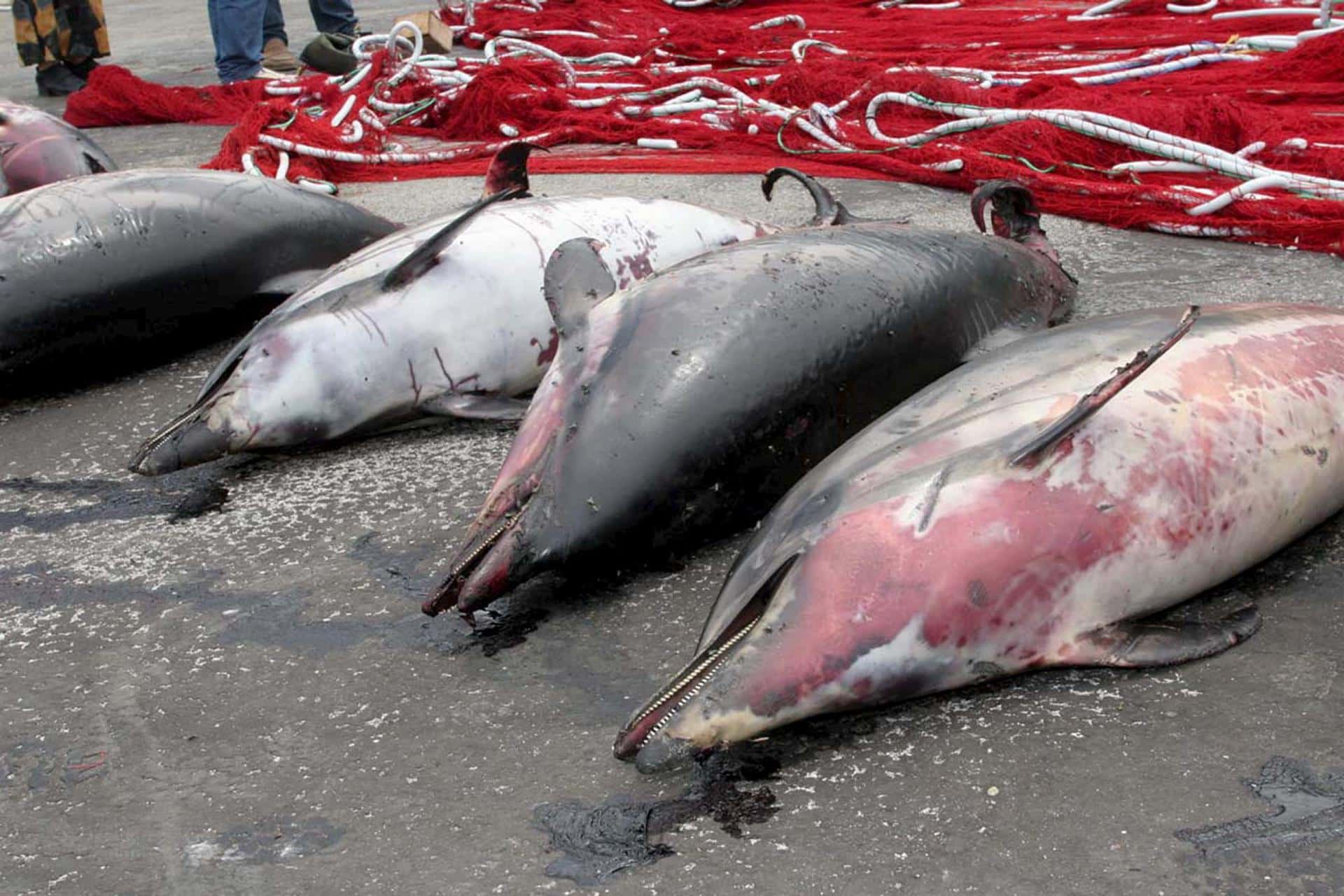 Los cadáveres de varios delfines yacen al lado de una red de pescadores en el puerto de la isla griega de Samotracia, en una imagen de archivo. EFE/Tektonidis Gabriel.