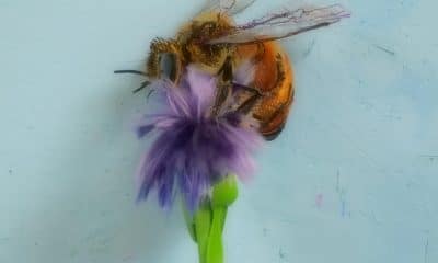 Fotografía cedida por Pinta Art donde se aprecia la obra 'HoneyBee' ('Abeja melífera'), del artista Thomas Deininger, que participará en la sección oficial de la feria de arte Pinta Miami, en el marco de la Semana del Arte de Miami, Florida (Estados Unidos). EFE/ Pinta Art