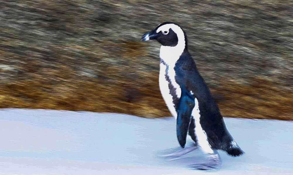 Pingüinos en la playa Boulders en Ciudad del Cabo (Sudáfrica). EFE/ Nic Bothma/Archivo