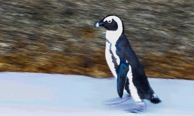 Pingüinos en la playa Boulders en Ciudad del Cabo (Sudáfrica). EFE/ Nic Bothma/Archivo