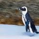 Pingüinos en la playa Boulders en Ciudad del Cabo (Sudáfrica). EFE/ Nic Bothma/Archivo