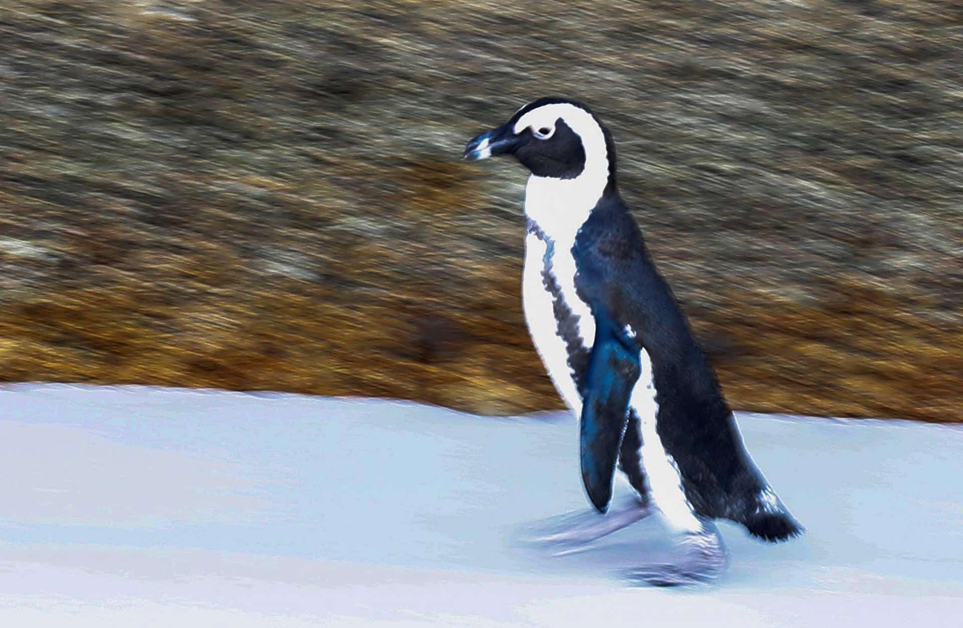 Pingüinos en la playa Boulders en Ciudad del Cabo (Sudáfrica). EFE/ Nic Bothma/Archivo