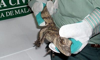 Una persona sostiene al cocodrilo de medio metro de la especie caimán (caiman crocodilus). Imagen de archivo. EFE/DGGC