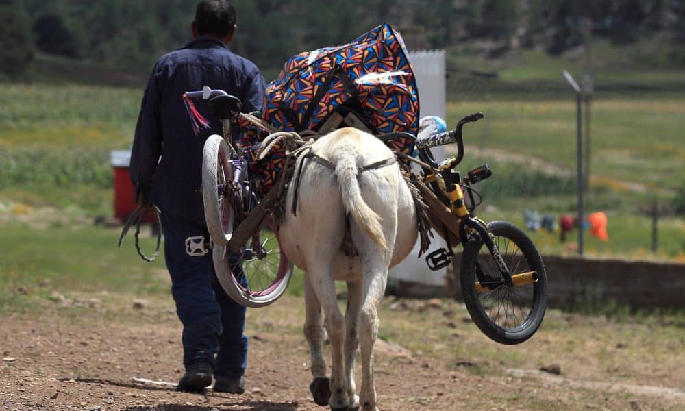 Fotografía de archivo de una persona que transporta en un burro obsequios, alimentos y materiales educativos para llevarlos a indígenas rarámuris, en la comunidad de Guachochi de la sierra Tarahumara, estado de Chihuahua (México). EFE/Luis Torres