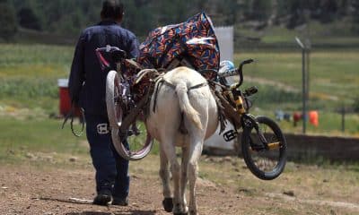 Fotografía de archivo de una persona que transporta en un burro obsequios, alimentos y materiales educativos para llevarlos a indígenas rarámuris, en la comunidad de Guachochi de la sierra Tarahumara, estado de Chihuahua (México). EFE/Luis Torres