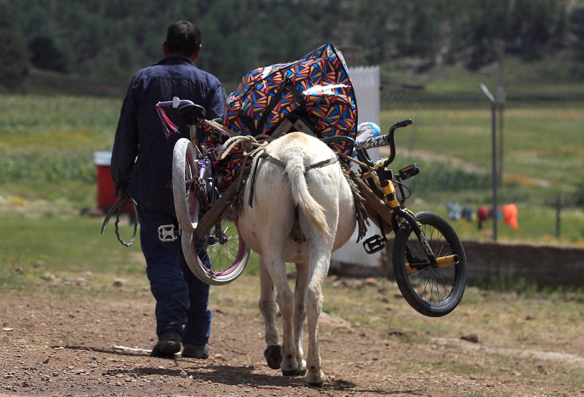 Fotografía de archivo de una persona que transporta en un burro obsequios, alimentos y materiales educativos para llevarlos a indígenas rarámuris, en la comunidad de Guachochi de la sierra Tarahumara, estado de Chihuahua (México). EFE/Luis Torres