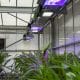 El CBGP cuenta con unas instalaciones de 1900 m2 acondicionadas para el cultivo de plantas en condiciones controladas, entre ellas, un invernadero de 1200 m2, con sistemas de climatización e iluminación específicos que permiten desarrollar varias investigaciones a la vez.