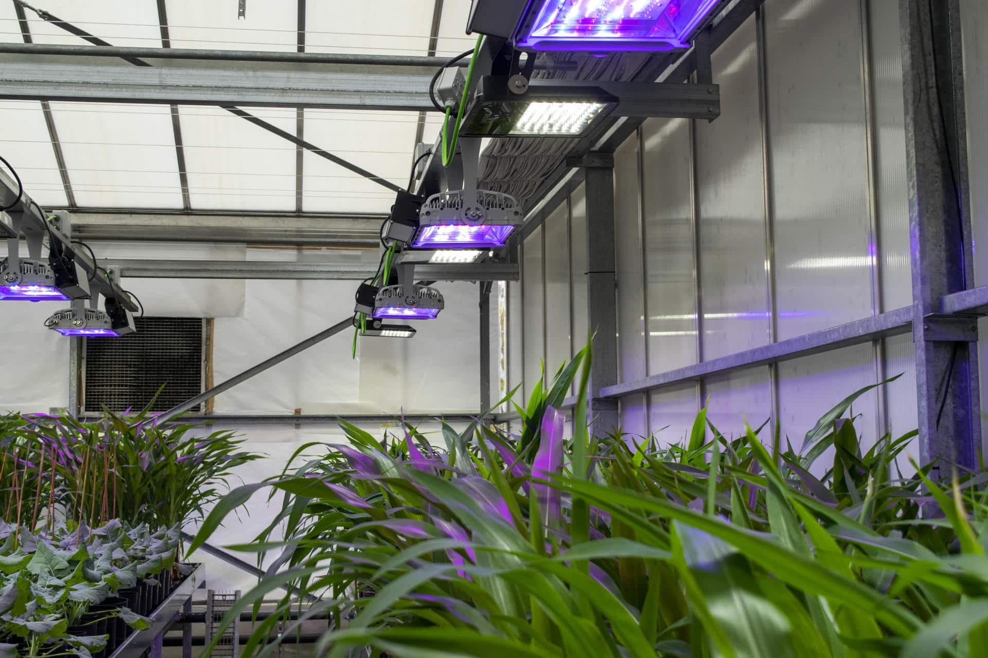 El CBGP cuenta con unas instalaciones de 1900 m2 acondicionadas para el cultivo de plantas en condiciones controladas, entre ellas, un invernadero de 1200 m2, con sistemas de climatización e iluminación específicos que permiten desarrollar varias investigaciones a la vez.