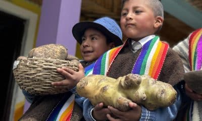 Fotografía del 20 de noviembre de 2025 que muestra a niños de la escuela Romerillo sosteniendo semillas de papa cultivadas en el banco de semillas Yar Pue Cumbe en la Institución Técnica Agropecuaria Cumbe, en Cumbal, Nariño (Colombia). EFE/ Mario Baos