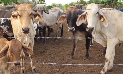El Servicio Nacional de Sanidad, Inocuidad y Calidad Agroalimentaria (Senasica) de México registró el primer caso de gusano barrenador en el estado de Tamaulipas, fronterizo con Estados Unidos y dedicado a la exportación de bovinos de pie. Imagen de archivo. EFE/Juan Manuel Blanco