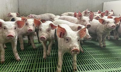 ZARAGOZA 01/12/2025.- Aragón ha reforzado las inspecciones y el control de bioseguridad en las explotaciones porcinas tras los casos de peste porcina africana detectados en Cataluña, aunque continúa sin ningún caso, ni en fincas ganaderas ni en fauna silvestre. EFE/JAVIER BELVER