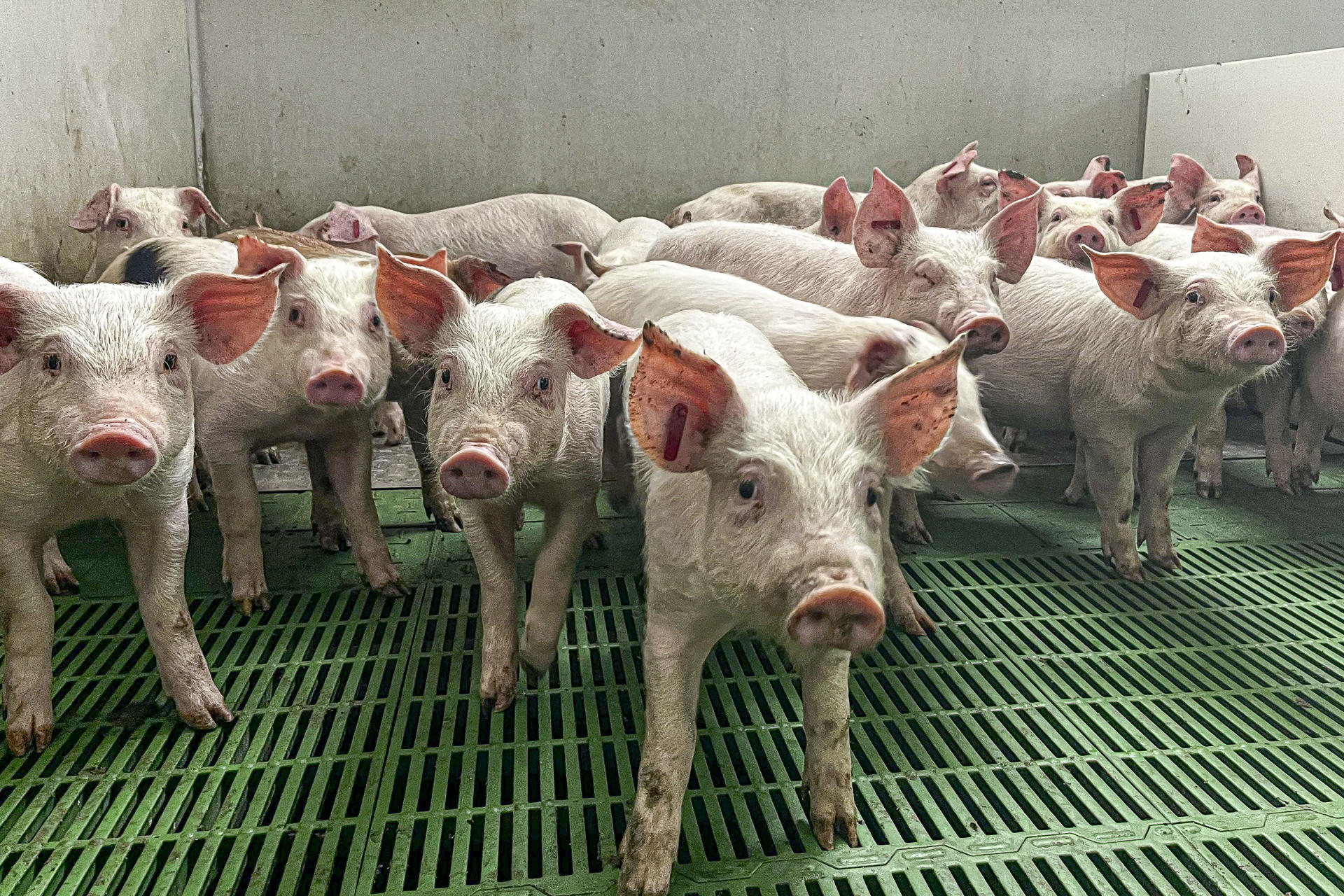 ZARAGOZA 01/12/2025.- Aragón ha reforzado las inspecciones y el control de bioseguridad en las explotaciones porcinas tras los casos de peste porcina africana detectados en Cataluña, aunque continúa sin ningún caso, ni en fincas ganaderas ni en fauna silvestre. EFE/JAVIER BELVER