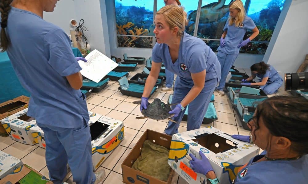Fotografía cedida por el Hospital de Tortugas que muestra a la especialista principal en rehabilitación, Madeline Credi (c), sosteniendo una de las 25 tortugas marinas lora (Lepidochelys kempii) en Marathon (EE.UU.). EFE/ Andy Newman/ Hospital de Tortugas