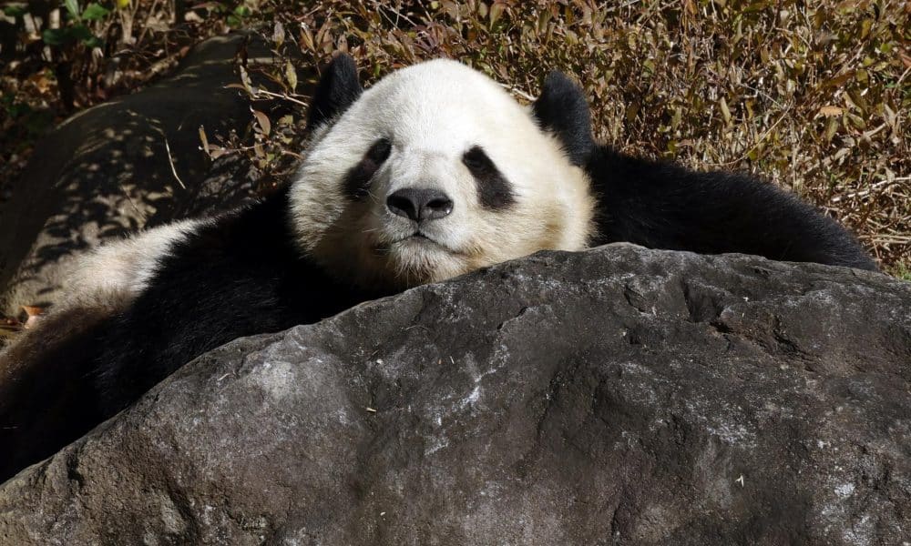 TOKYO (Japan), 16/12/2025.- Giant panda Xiao Xiao lies on a rock at Ueno Zoological Gardens in Tokyo, Japan, 16 December 2025. On 15 December 2025, the Tokyo Metropolitan Government announced that the twin giant pandas Xiao Xiao and Lei Lei will be returned to China in late January 2026. The two pandas at Ueno are currently the only giant pandas kept in Japan, and their departure will leave the country without any giant pandas for the first time in half a century. Japanese Prime Minister Sanae Takaichi’s recent comments about Taiwan cast doubt on the future of Beijing’s so-called ‘panda diplomacy’ with its neighbor, which has built a lucrative business around these popular animals. From 16 December 2025, viewing of both Xiao Xiao and Lei Lei will be changed to a system in which the viewing area is divided into multiple sections, and visitors will move along after about one minute. Thousands of people lined up to form long queues with more than 210 minutes of waiting time to have a glimpse of the giant pandas. (Japón, Tokio) EFE/EPA/FRANCK ROBICHON